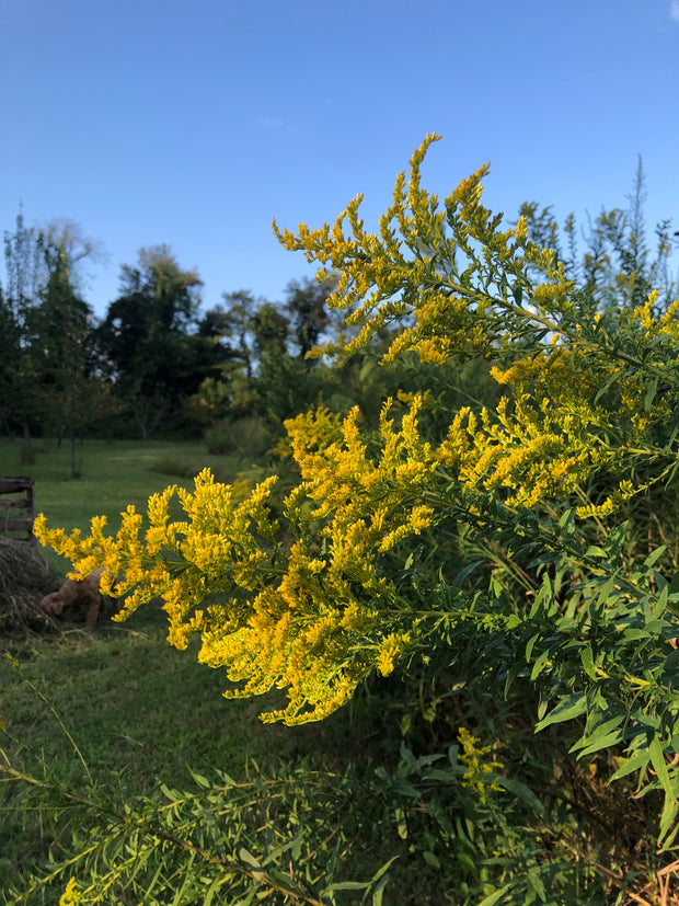 Goldenrod Tincture