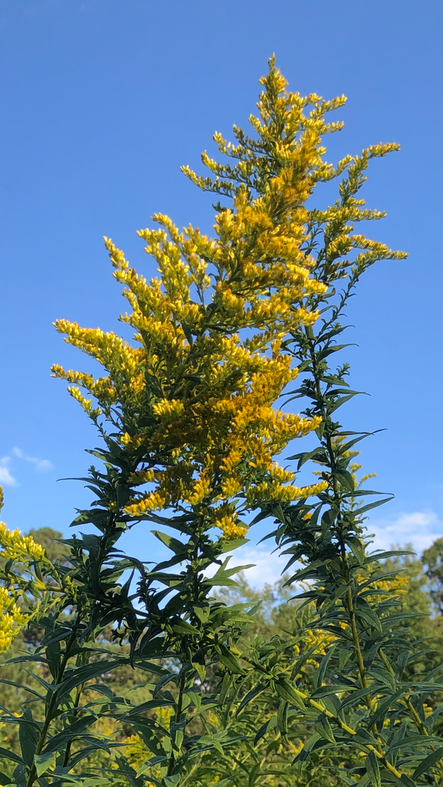Goldenrod Tincture