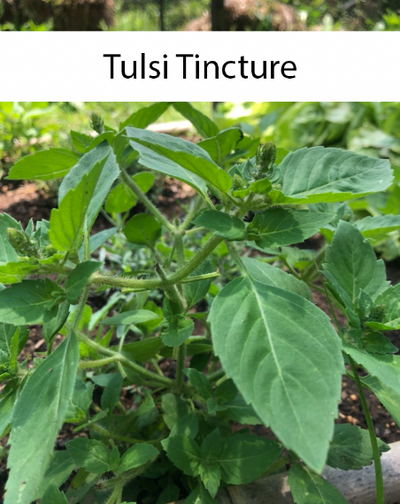 Holy Basil / Tulsi Tincture