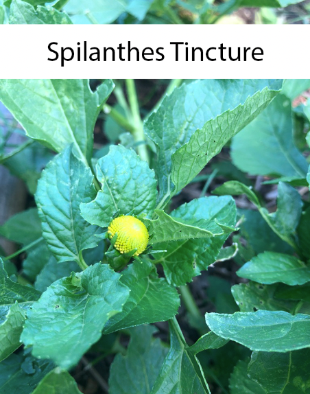 Spilanthes Tincture