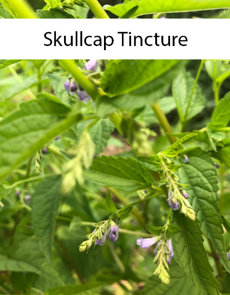 Skullcap Tincture