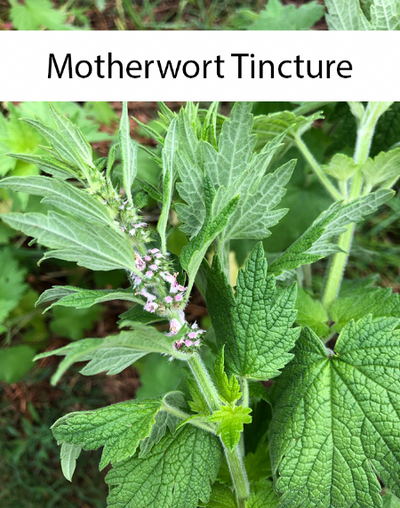 Motherwort Tincture