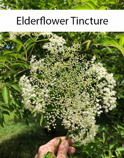 Elderflower Tincture