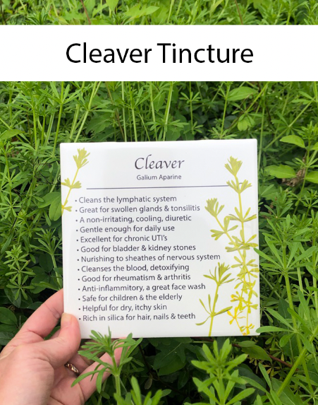 Cleaver Tincture