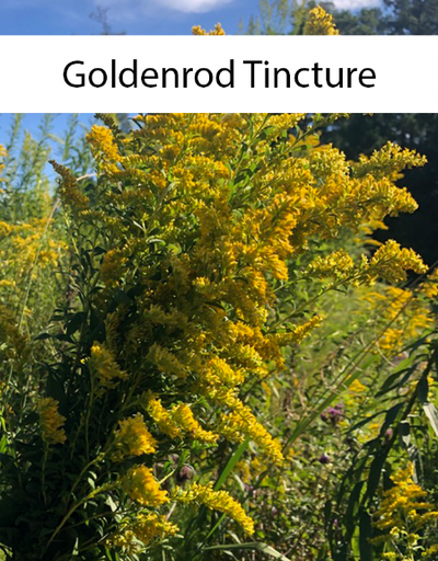 Goldenrod Tincture