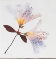 You Pick The Designs - Garden Botanical Ceramic Tiles - 6 x 6 inches - Indoor and Outdoor Use