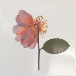 You Pick The Designs - Garden Botanical Ceramic Tiles - 6 x 6 inches - Indoor and Outdoor Use