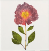You Pick The Designs - Garden Botanical Ceramic Tiles - 6 x 6 inches - Indoor and Outdoor Use