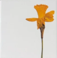You Pick The Designs - Garden Botanical Ceramic Tiles - 6 x 6 inches - Indoor and Outdoor Use