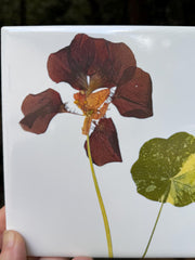 Red Nasturtium Ceramic Tiles