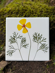 California Poppy Ceramic Tiles
