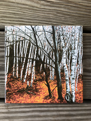 Aspen Trees Ceramic Tiles - Indoor and Outdoor Use