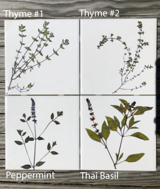 You Pick The Design - Garden Botanical Ceramic Tiles - 4.25" x 4.25" inches - Indoor and Outdoor Use, Kitchen Backsplash