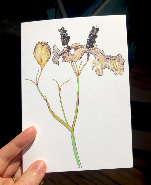 Blackberry Lily : Greeting Card