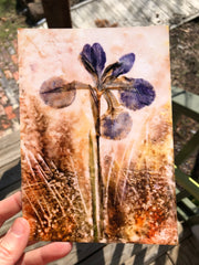 Pressed Purple Iris : Prints