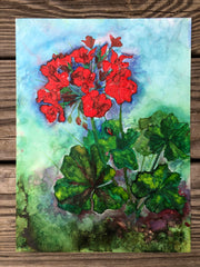 Geraniums : Prints