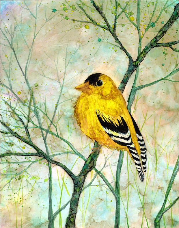 Golden Finch : Prints