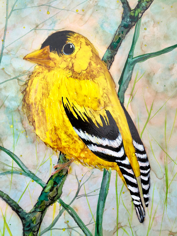 Golden Finch : Prints