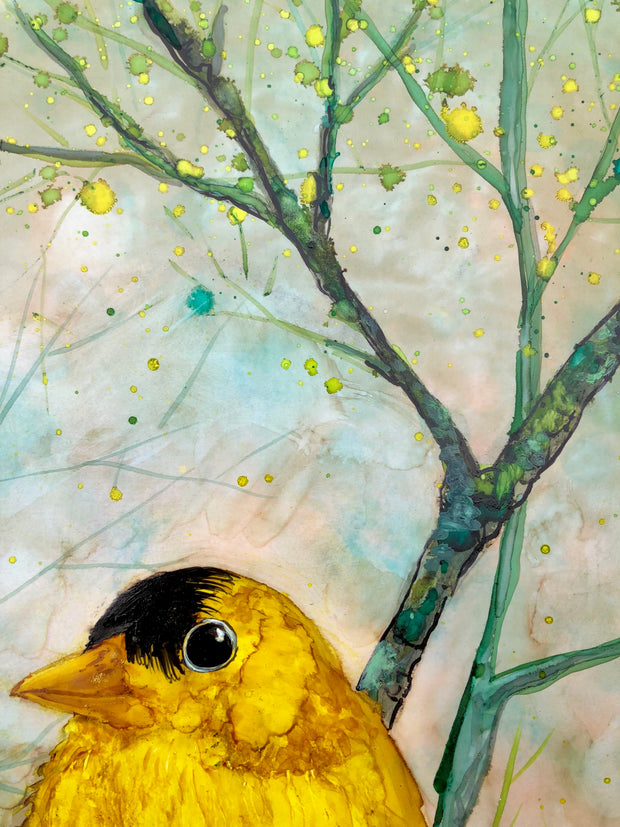 Golden Finch : Prints
