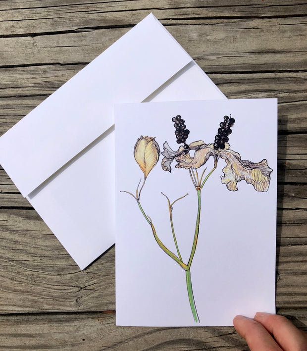 Blackberry Lily : Greeting Card