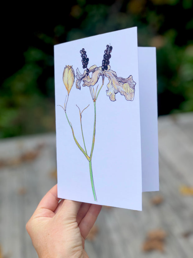 Blackberry Lily : Greeting Card