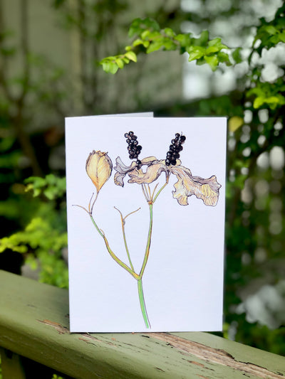 Blackberry Lily : Greeting Card