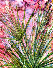 Saw Palmettos : Prints