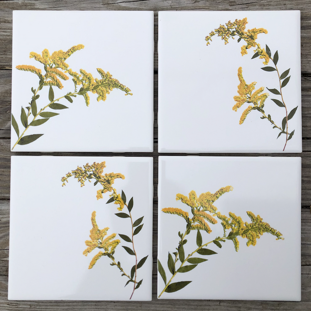 Goldenrod Flower Ceramic Tiles : Indoor and Outdoor Use