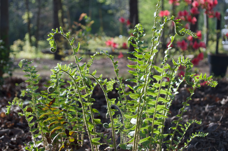 Fiddlehead Fern Ceramic Tile - Indoor and Outdoor Use