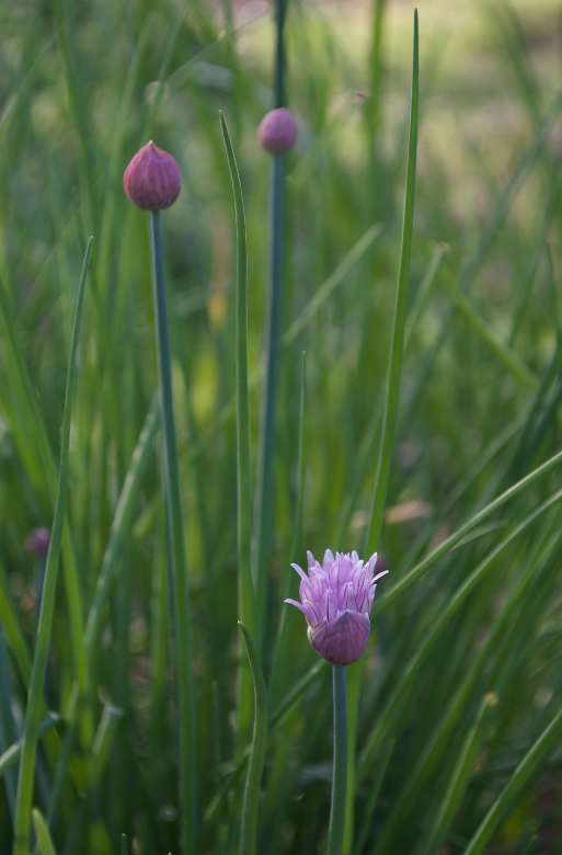 Chive Blossoms : Greeting Card