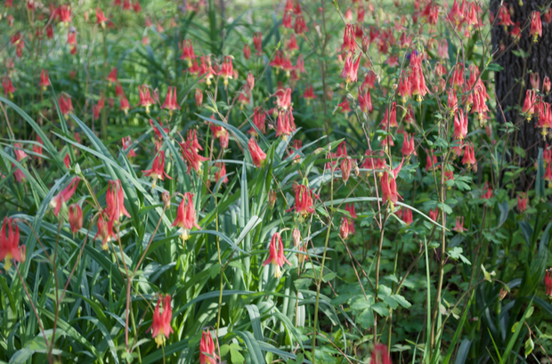 Red Columbine Flowers : Prints