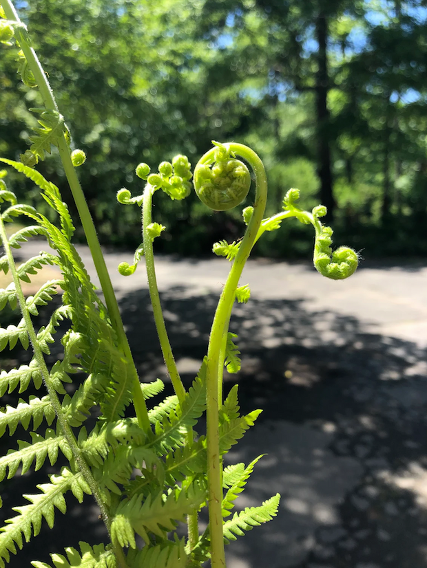 Fiddlehead and Fern Porcelain Plates - Mixed Size Place Setting for 8 Guests