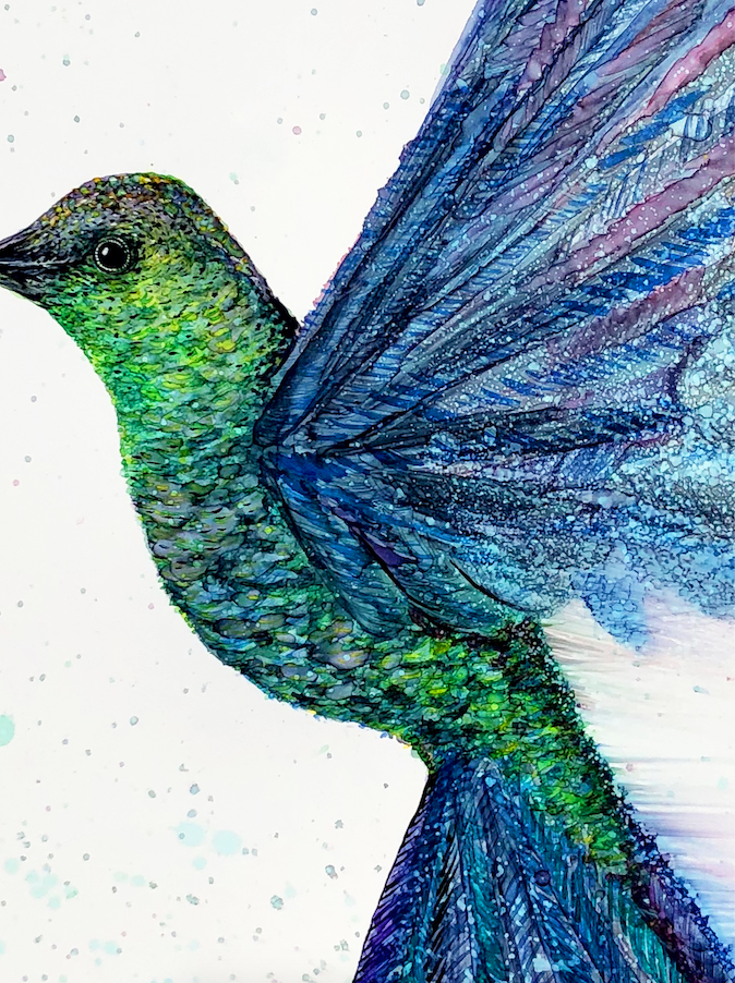 Hummingbird in Flight : Greeting Card
