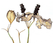 Blackberry Lily : Prints