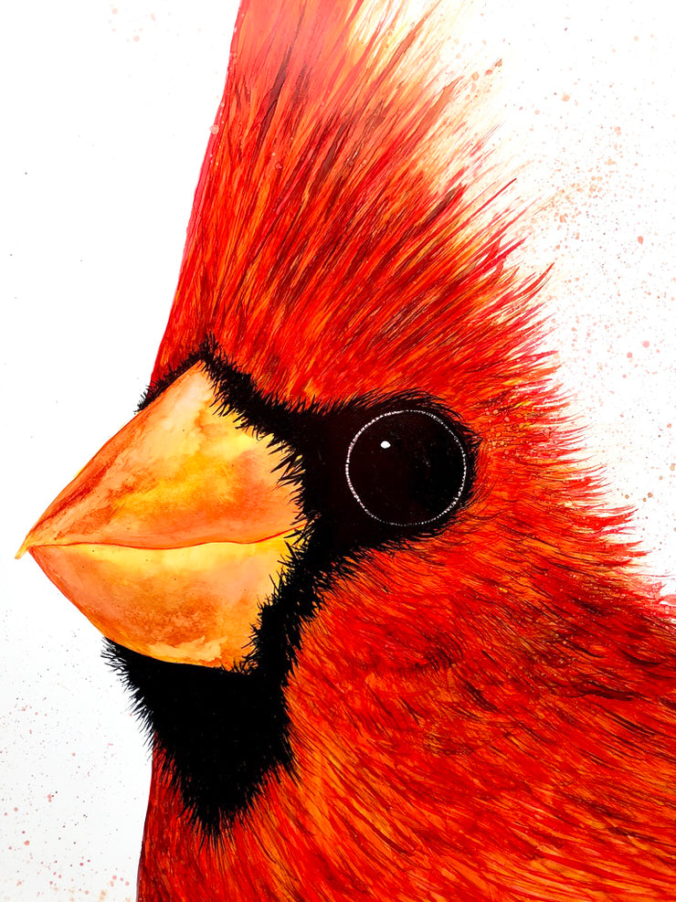 Big Red Cardinal