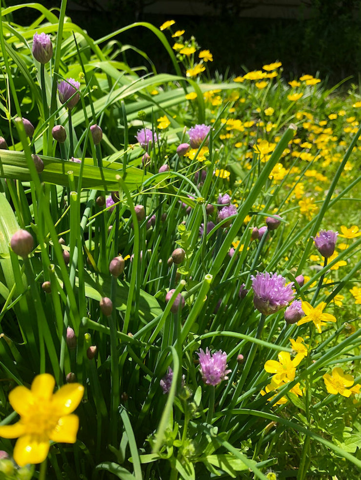 Chive Blossoms : Greeting Card