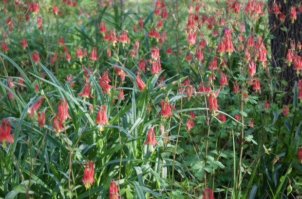 Columbine Flower : Greeting Cards