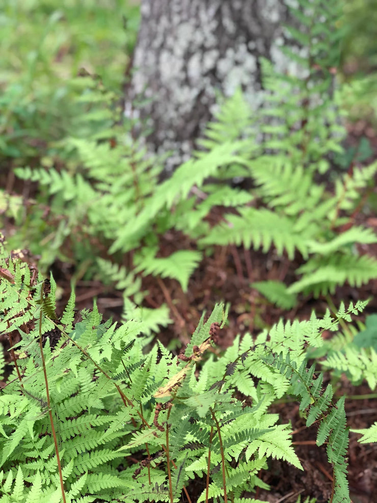 Summer Fern Ceramic Tile - Indoor and Outdoor Use