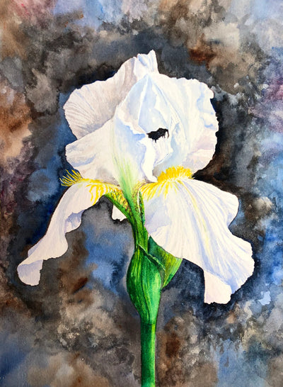 White Bearded Iris