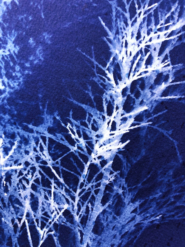 Botanical Cyanotype