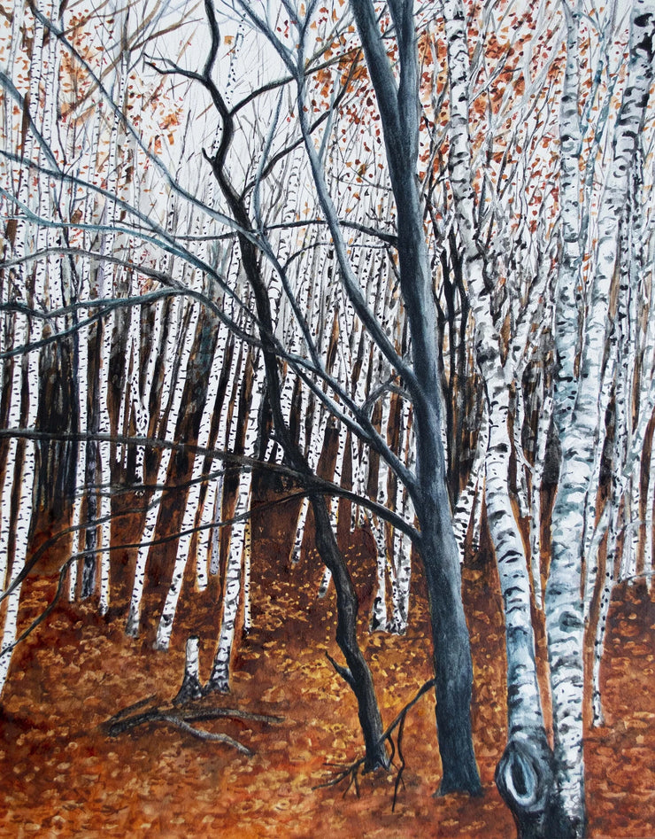 Winter Birch Trees