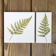 Summer Fern Ceramic Tile - Indoor and Outdoor Use