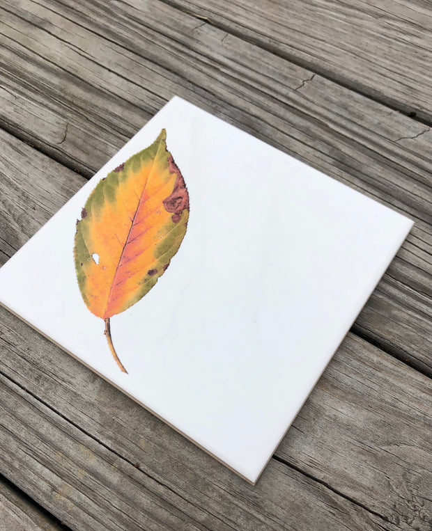 Fall Dogwood Leaves Ceramic Tiles : Indoor and Outdoor Use