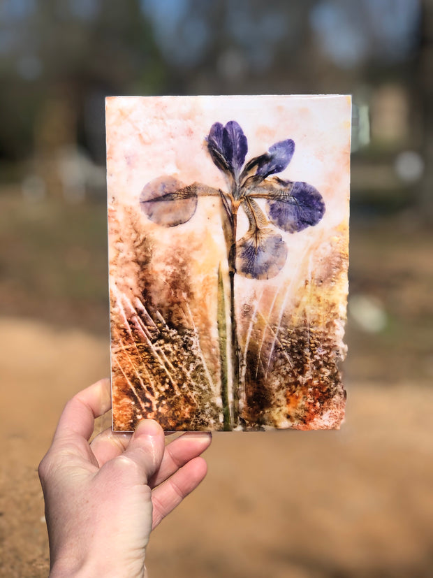 Pressed Purple Iris : Prints