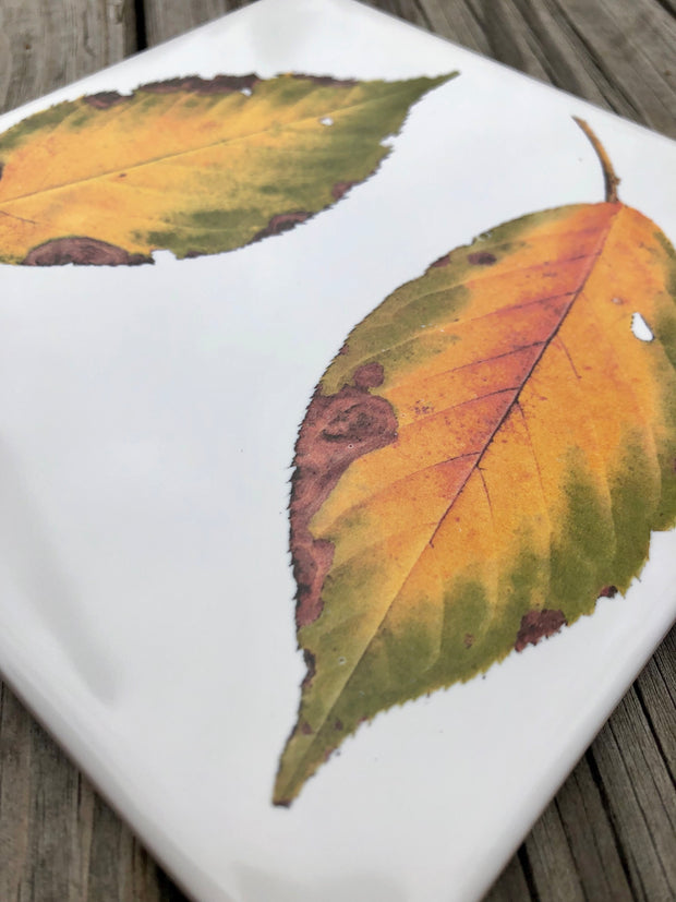 Fall Dogwood Leaves Ceramic Tiles : Indoor and Outdoor Use