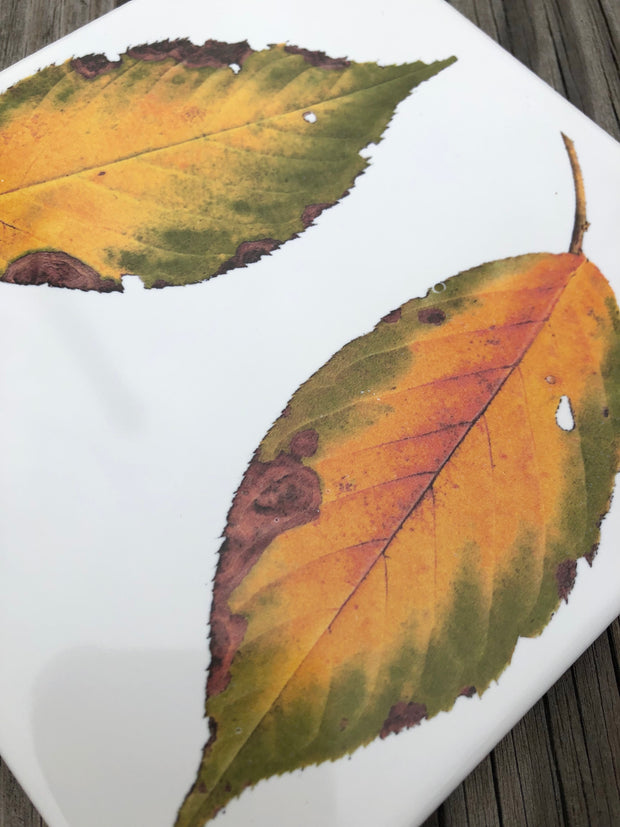 Fall Dogwood Leaves Ceramic Tiles : Indoor and Outdoor Use