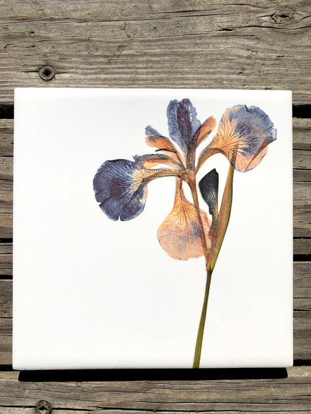 Pressed Iris Ceramic Tile - Indoor and Outdoor Use