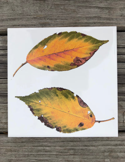 Fall Dogwood Leaves Ceramic Tiles : Indoor and Outdoor Use