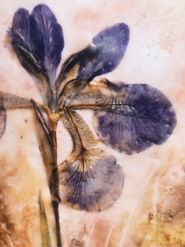 Pressed Purple Iris : Prints