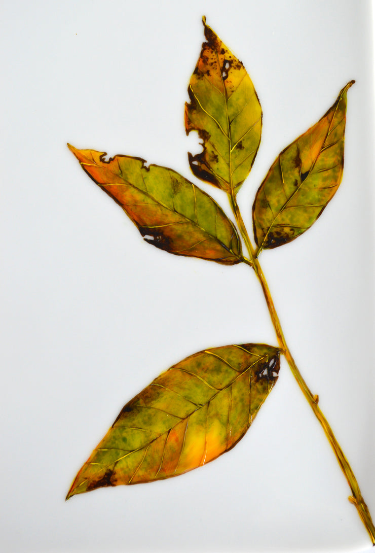 Green Fall Leaves Platter : Hand Painted Square Serving Platter